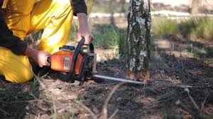 Reliable Cathedral City, CA Tree Care Services Solutions