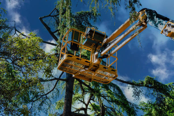 Best Tree Maintenance Programs  in Thedral City, CA