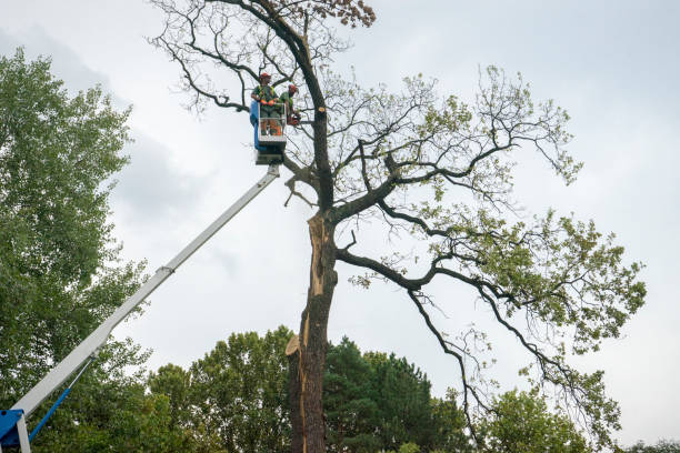 How Our Tree Care Process Works  in  Cathedral City, CA