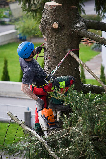 Best Hazardous Tree Removal  in Thedral City, CA